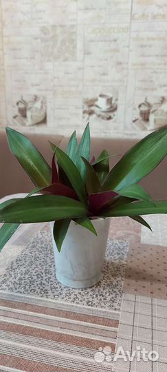 Традесканция рео