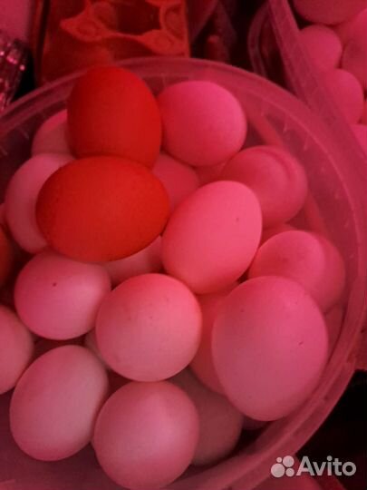 Инкубационное яйцо легорн