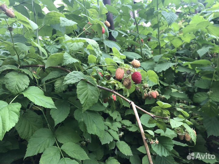 Рассада Малины