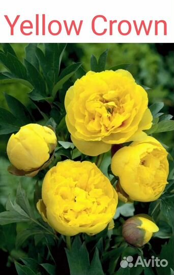 Пионы (корни)