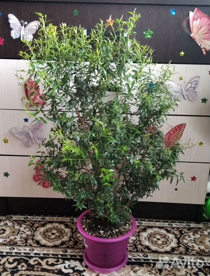 Миртовое дерево