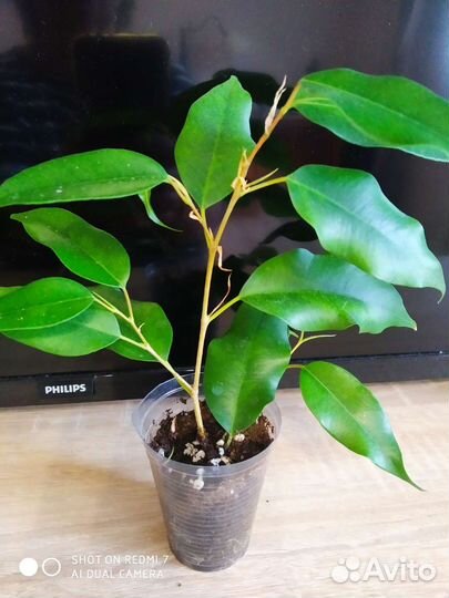 Комнатные растения