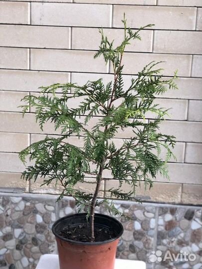 Продается Туя складчатая эксцельса