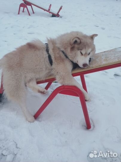 Хаски вязка