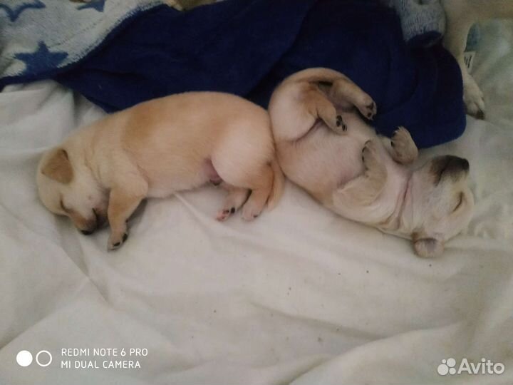 Той-терьер щенки