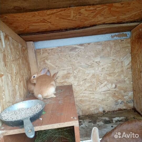 Кролики