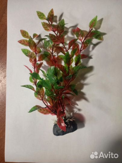 Меченосцы, моллинезии, пецилии