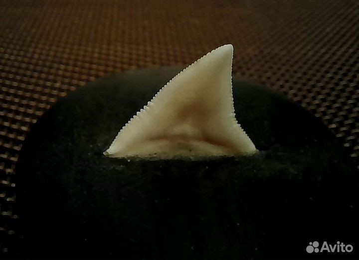 Зуб акулы в чёрном дереве