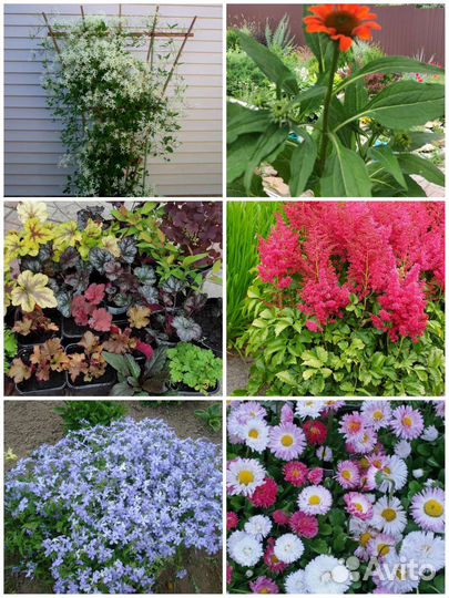 Растения для сада