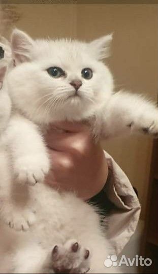 Британская серебристая шиншилла котята