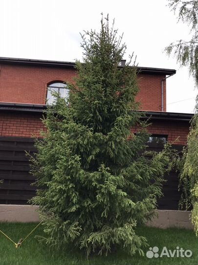 Ель европейская