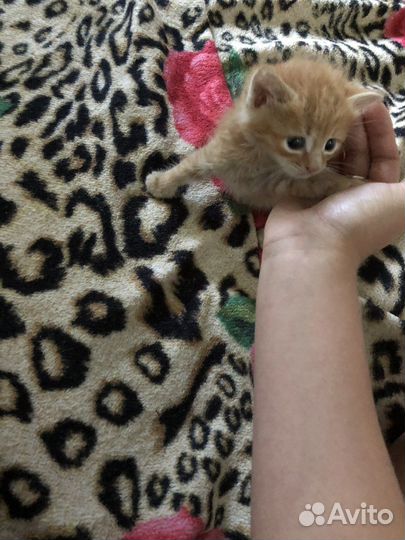 Рыжий котенок в добрые руки