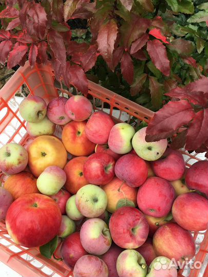 Яблоки и груши