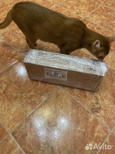 Влажный корм для кошек