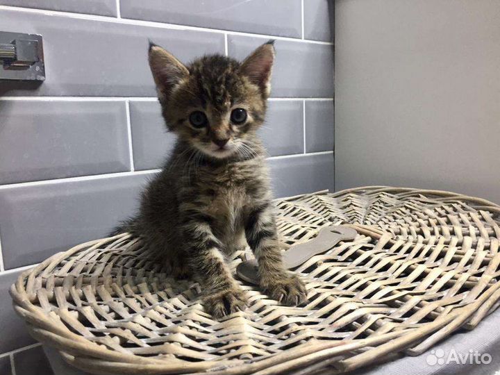 Котенок в добрые ручки