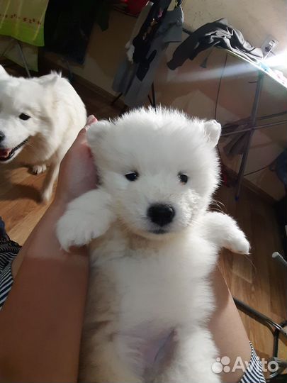 Самоедская лайка щенки