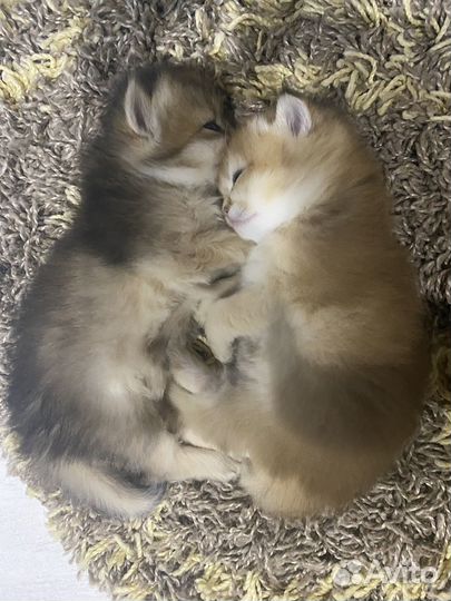 Котята, проды: золотая шиншилла