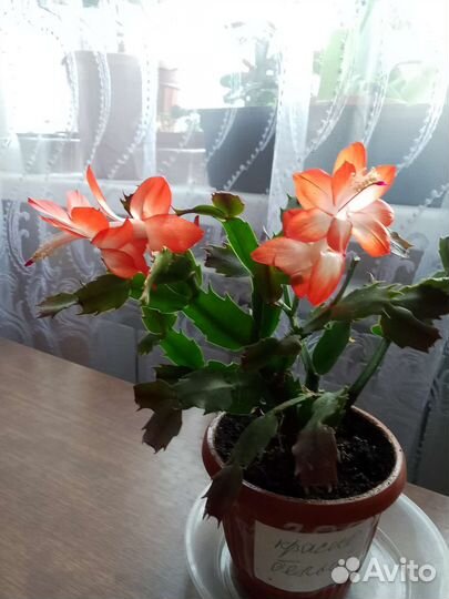 Сортовые декабристы