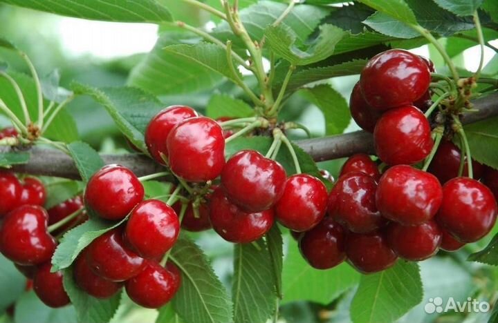 Саженцы колоновидной черешни Сильвия