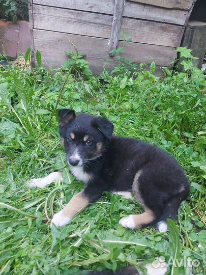 Мальчики 2 месяца