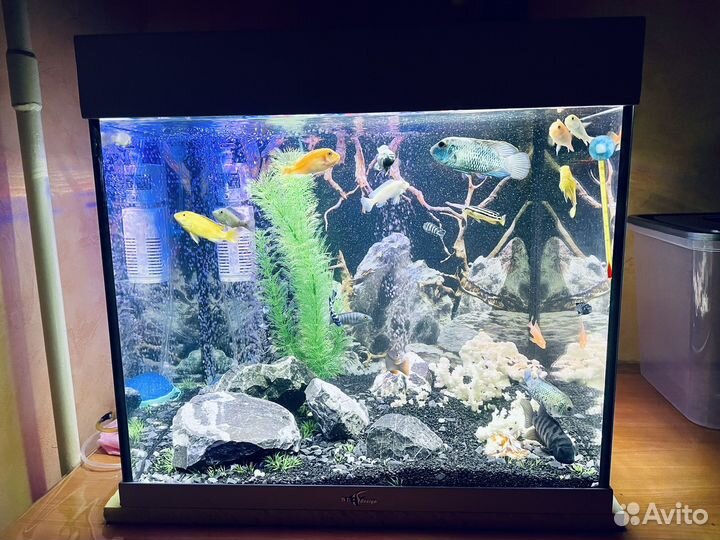 Аквариум 100 литров с рыбками (цихлиды)