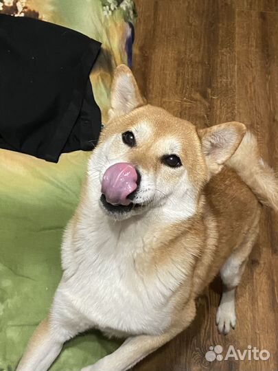 Сиба ину кобель вязка