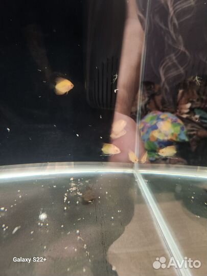 Дискусы рыбки