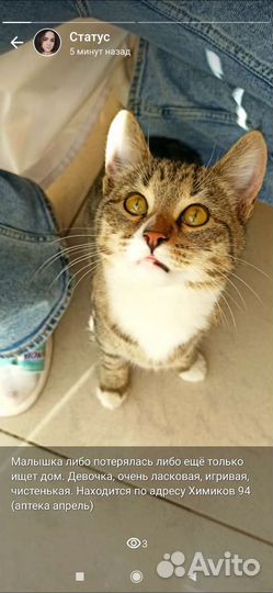 Котёнок девочка