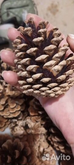 Шишки краснополянской сосны