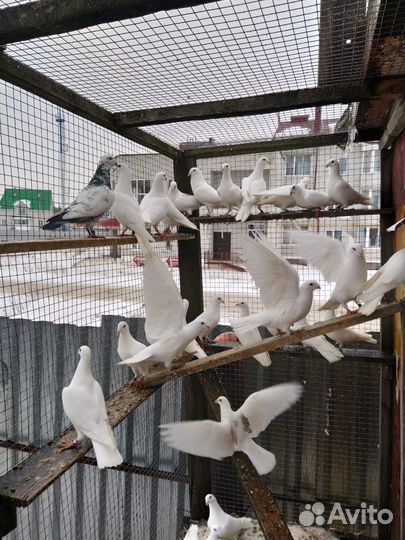 Продажа голубей