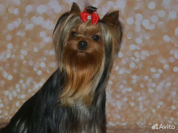 Кобели для вязки