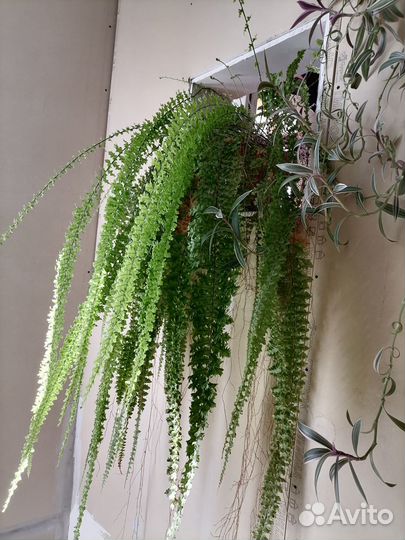 Папоротник комнатный