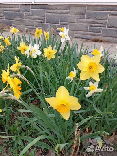 Многолетники примулы нарциссы тюльпаны луковицы