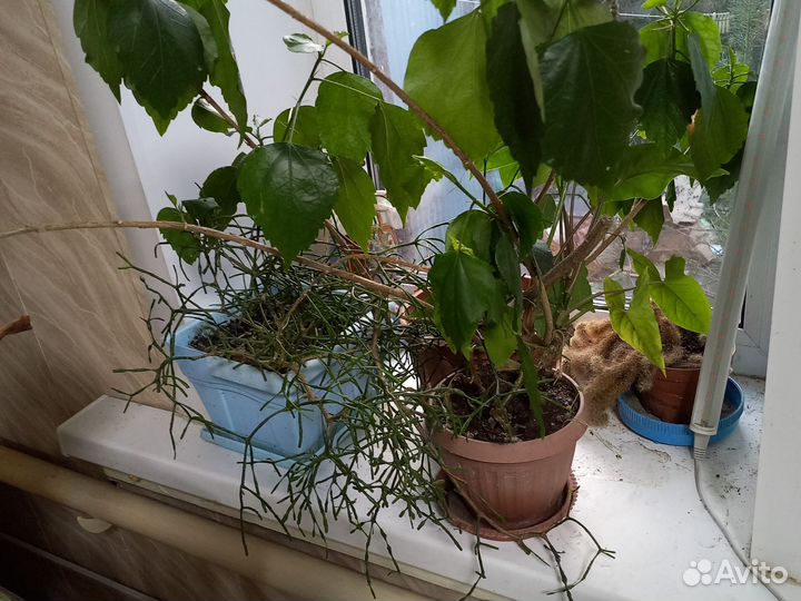 Комнатные цветы