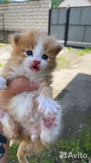 Отдам в добрые руки котят