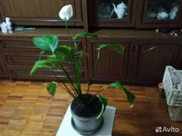 Спатифиллум, женские счастье