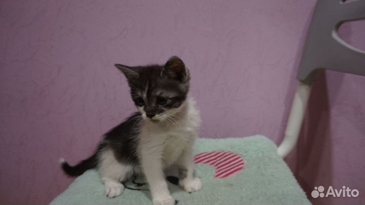 Котята Соня и Василек ждут хозяев