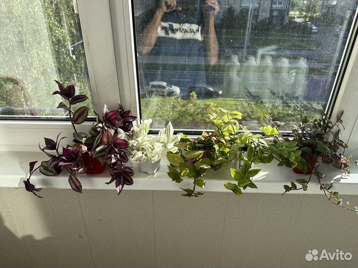 Комнатные растения