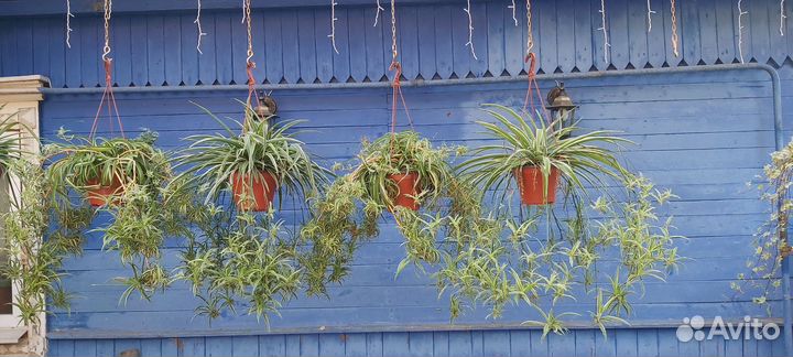 Хролофитум