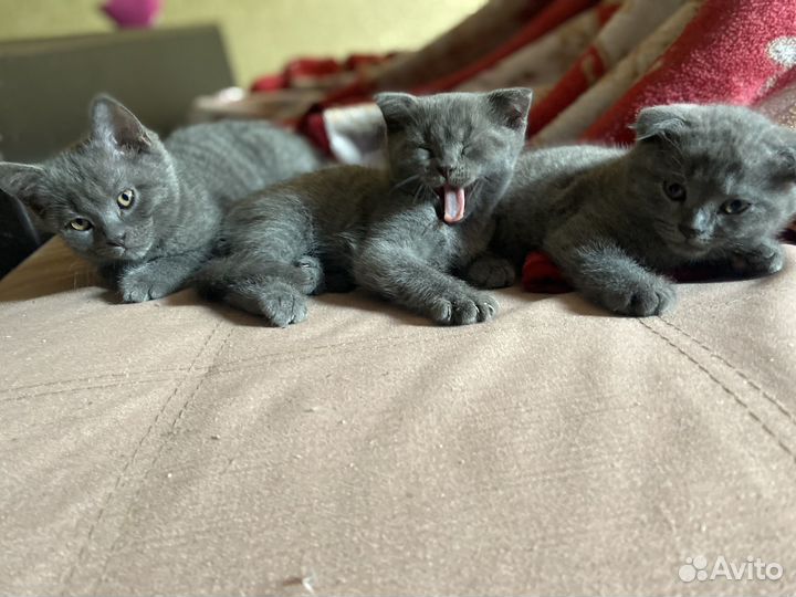 Британские котята