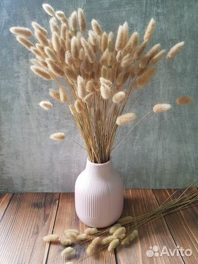 Лагурус натуральный, 100 шт в пучке