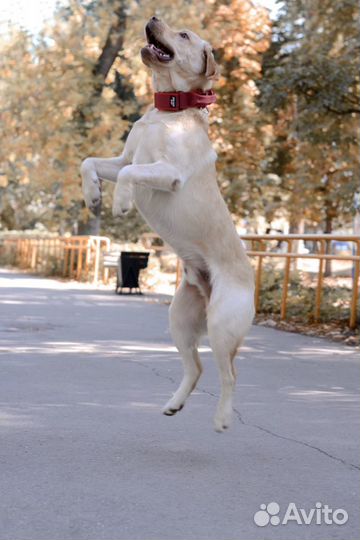 Лабрадор для вязки