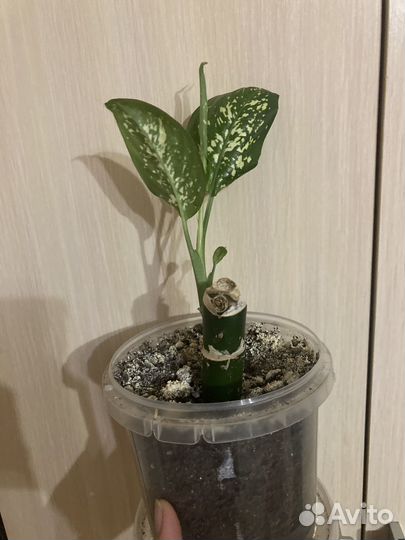 Дефинбахия