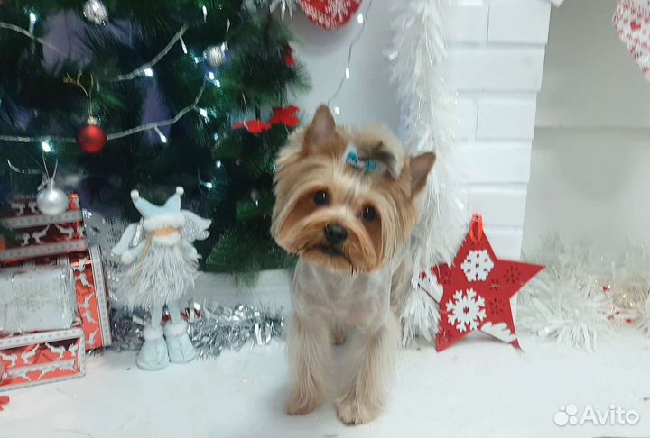 Йоркширский терьер вязка мальчик