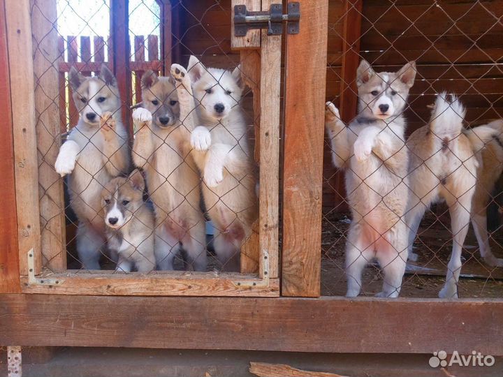 Щенки лайки западно-сибирской