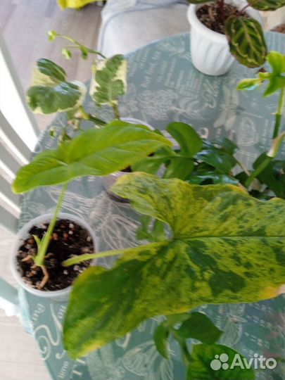 Комнатные растения