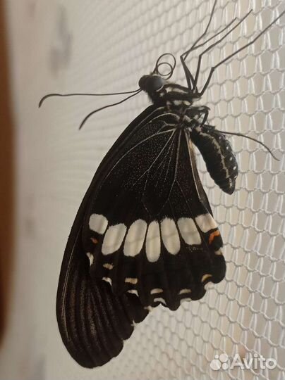 Бабочки к вашему дню