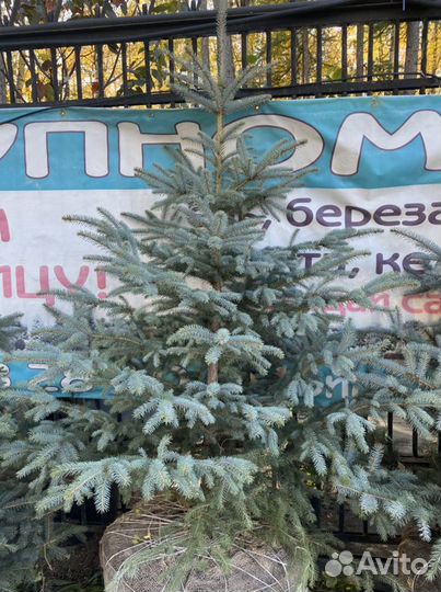 Ель с посадкой