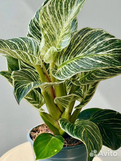 Филодендрон Биркин