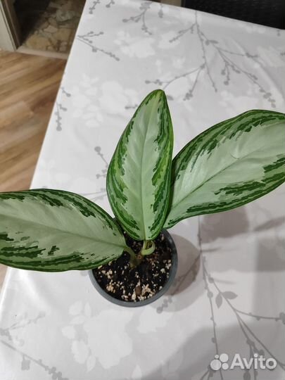 Аглаонема сильвер бей